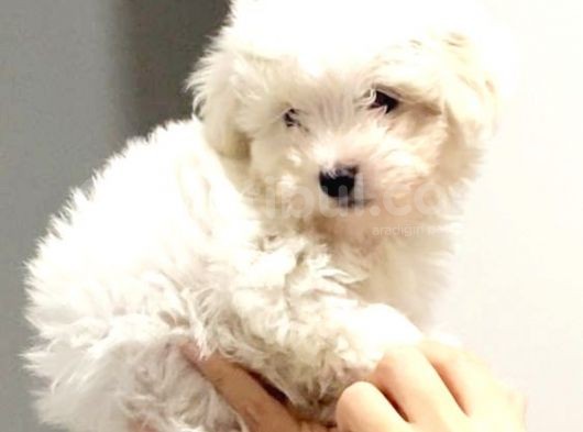 Maltesse Terrier Cinsi Güzel Yavrular 
