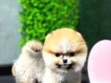 Safkan Pomeranian Boo Yavrumuz