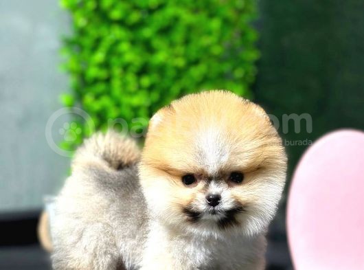 Safkan Pomeranian Boo Yavrumuz görsel