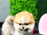 Safkan Pomeranian Boo Yavrumuz