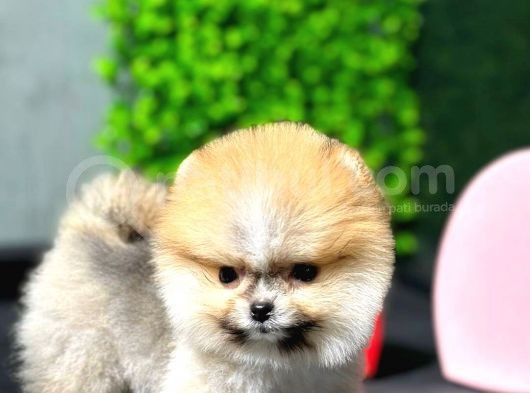 Safkan Pomeranian Boo Yavrumuz