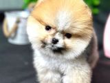 Safkan Pomeranian Boo Yavrumuz
