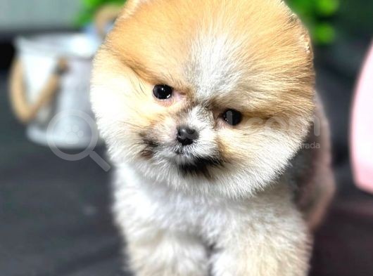 Safkan Pomeranian Boo Yavrumuz görsel
