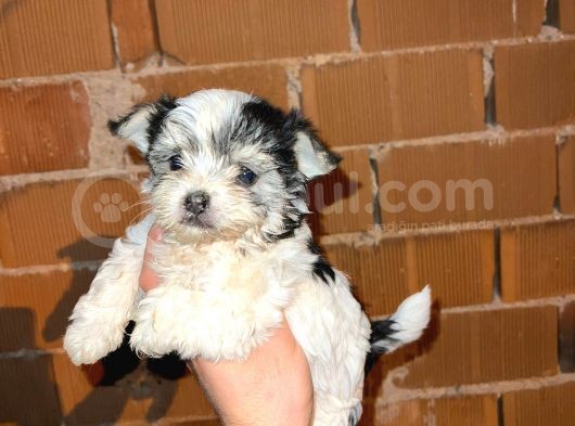 Morkie Cinsi Yavrular 