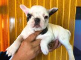 French Bulldog A Kali̇te Bebekler