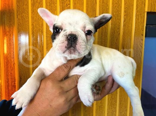 French Bulldog A Kali̇te Bebekler görsel