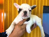 French Bulldog a Kali̇te Bebekler
