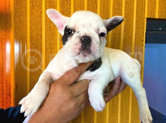 French Bulldog A Kali̇te Bebekler