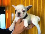French Bulldog A Kali̇te Bebekler