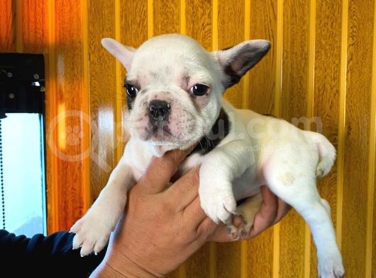 French Bulldog A Kali̇te Bebekler görsel