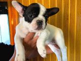 French Bulldog A Kali̇te Bebekler