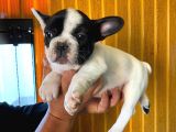French Bulldog A Kali̇te Bebekler