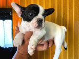 French Bulldog A Kali̇te Bebekler