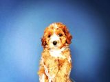 Evinize Renk Katacak Dişi Maltipoo Yavrumuz