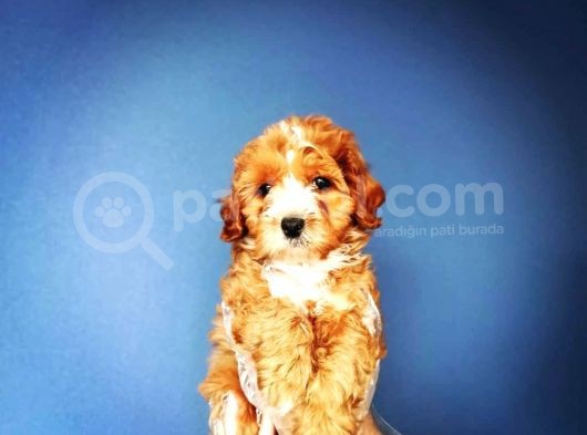 Evinize Renk Katacak Dişi Maltipoo Yavrumuz