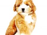Safkan Anne Babadan DİŞİ Maltipoo Yavrularım
