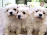 Maltese Terri̇er Irk Garanti̇li̇ Sifir Numara