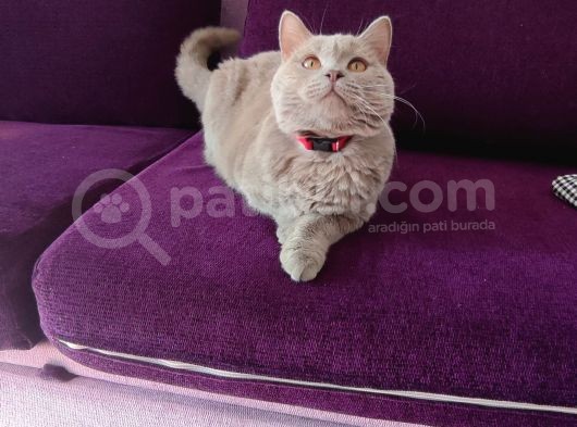 British Shorthair  görsel