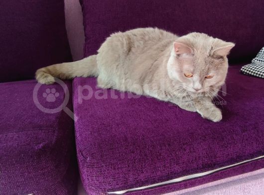 British Shorthair  görsel