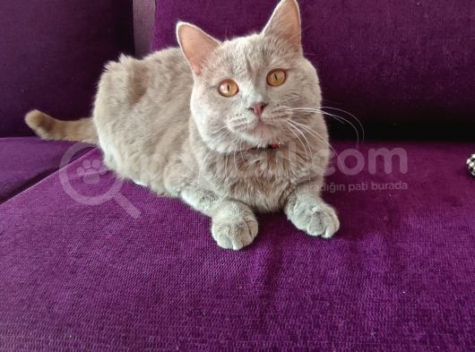 British Shorthair 