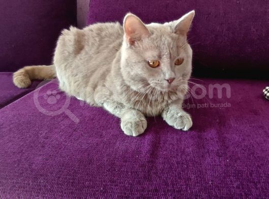 British Shorthair  görsel