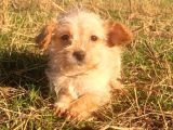 Morkie Cinsi Yavrular 