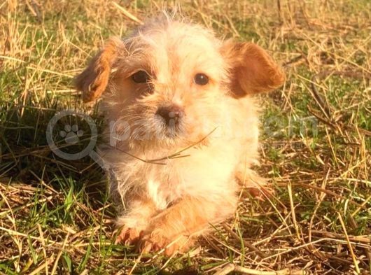 Morkie Cinsi Yavrular 