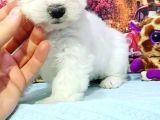 Maltesse Terrier Cinsi Güzel Yavrular 