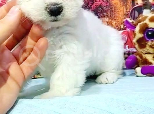 Maltesse Terrier Cinsi Güzel Yavrular  görsel