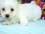 Maltesse Terrier Cinsi Güzel Yavrular 