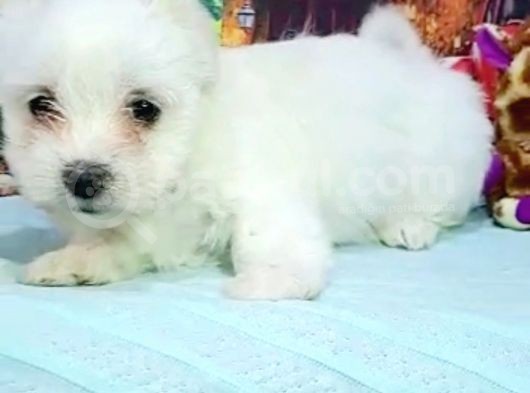 Maltesse Terrier Cinsi Güzel Yavrular  görsel