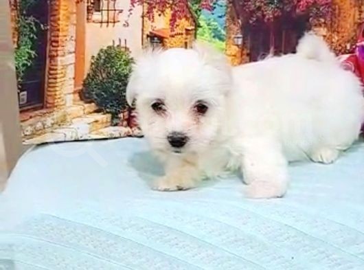 Maltesse Terrier Cinsi Güzel Yavrular 