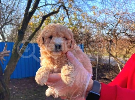 Maltipo Cinsi Yavrular Sevimli  görsel