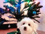 Maltesse Terrier Cinsi Güzel Yavrular 