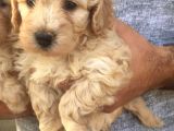 Orjinal Poodle Yavrusu Maltipo Miniğim