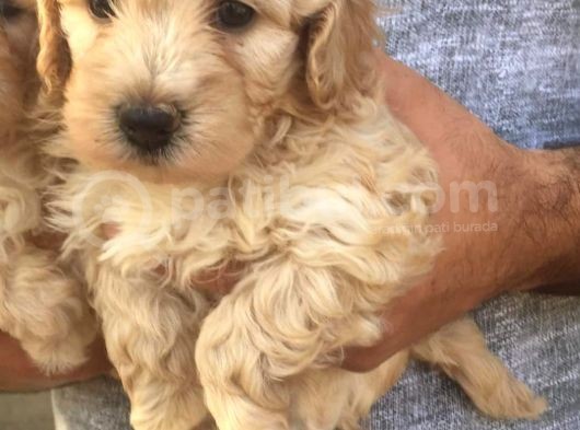 Orjinal Poodle Yavrusu Maltipo Miniğim görsel