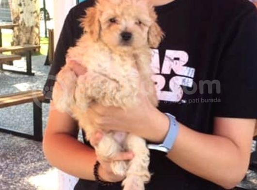 Orjinal Poodle Yavrusu Maltipo Miniğim