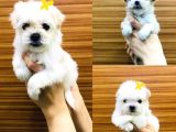 Ufacık Tefecik Mini Mini Maltese