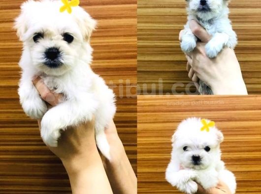 Ufacık Tefecik Mini Mini Maltese görsel