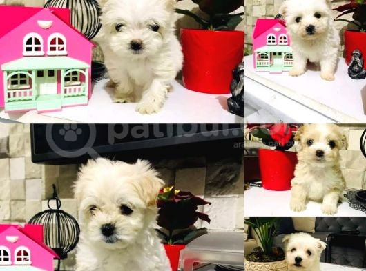Ufacık Tefecik Mini Mini Maltese