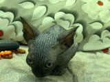 Show Kalite Sfenks Yavruları