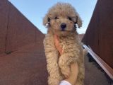 İnstagram Fenomeni Karamel’in Bebekleri
