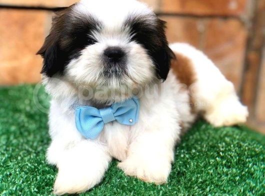Sevimli Shih Tzu Yavrularımız Sizleri Bekliyor görsel