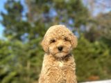 Sevi̇mli̇ Poodle Bebekler A Kalite