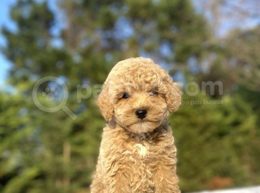 Sevi̇mli̇ Poodle Bebekler A Kalite görsel