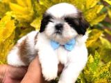 Sevimli Shih Tzu Yavrularımız Sizleri Bekliyor