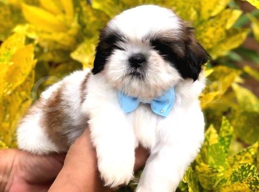 Sevimli Shih Tzu Yavrularımız Sizleri Bekliyor görsel