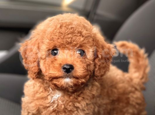 Sevimli Mini Boy Poodle Bebekler