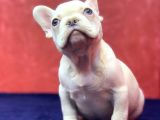 Muhteşem, Mavi̇ Gözlü French Bulldog Plati̇nyum Yavrumuz