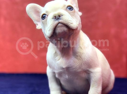 Muhteşem, Mavi̇ Gözlü French Bulldog Plati̇nyum Yavrumuz görsel